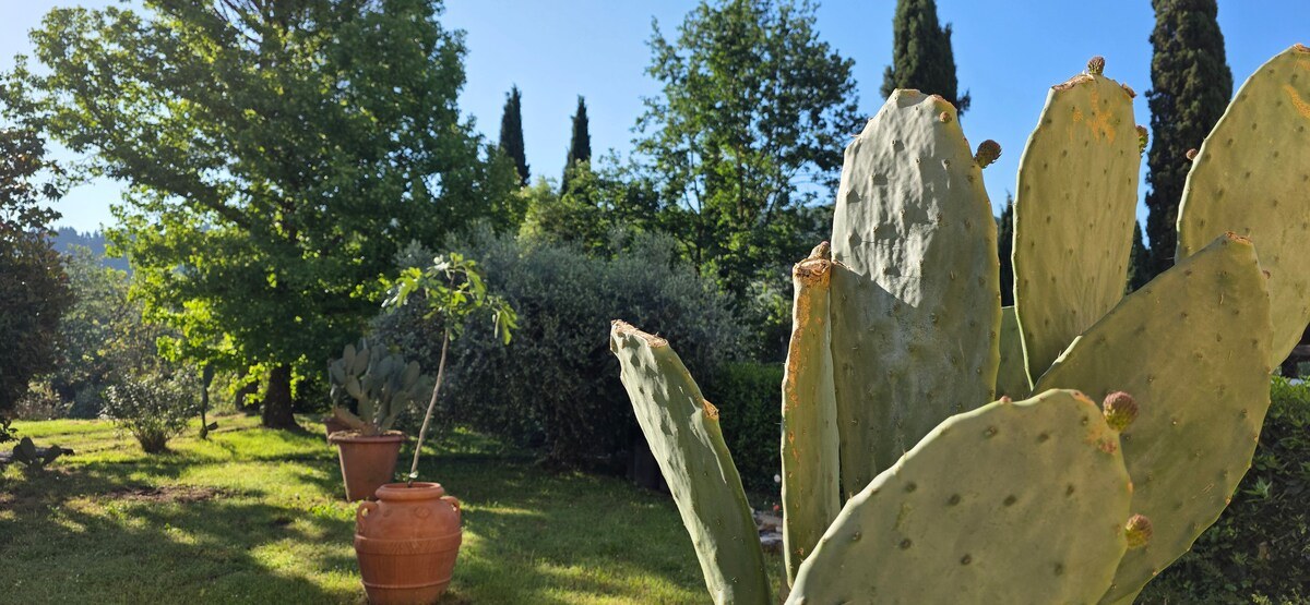 Podere Pagliaio 1 &mdash; Le agavi e le colline del Montalbano