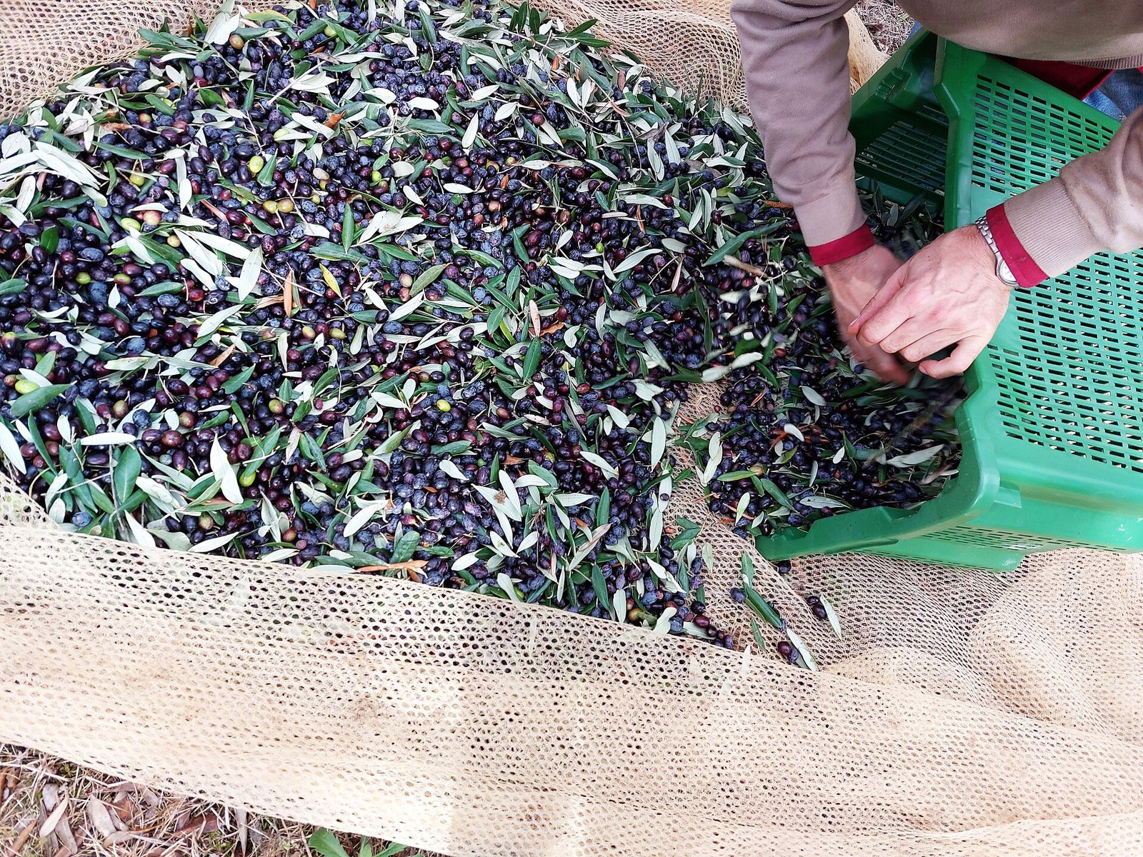 La raccolta delle olive