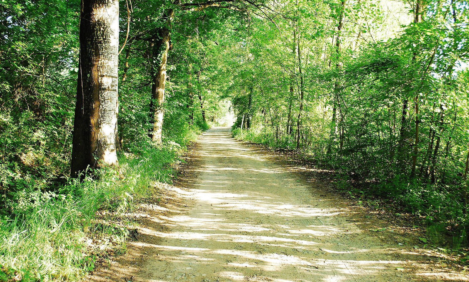 Una strada di campagna in Toscana